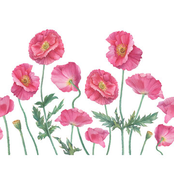Seamless pattern, border, frame with pink Shirley poppie flower (Papaver rhoeas). Floral botanical greeting card. Hand drawn watercolor painting illustration isolated on white background.