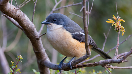 the female southern boubou close up