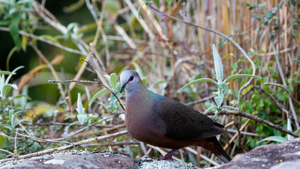 a lemon dove late afternoon