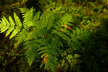 Picture of fern bush and its green fresh leaves in cool forest with evening sun rays on its foliage. Beauty of wild nature. Fauna and botany science. Greenery, plants and its species