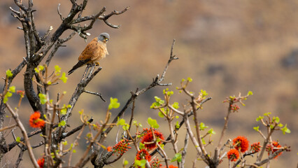 Rock kestrel perched in a wild bottlebrush tree
