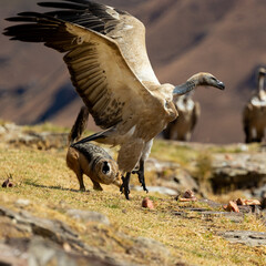 Black back jackal fighting a cape vulture for a bone  - obrazy, fototapety, plakaty