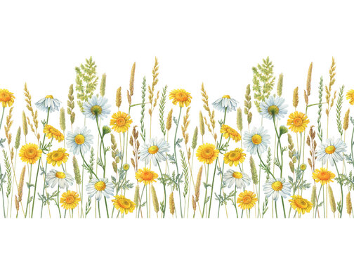 Seamless pattern, border, frame with summer field dry herbs, meadow spikelets and yellow and white chamomile flowers. Watercolor hand drawn painting illustration, isolated on white background.