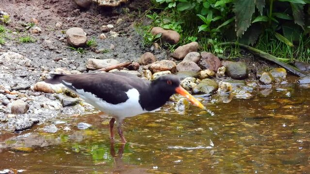 Austernfischer (Haematopus ostralegus)