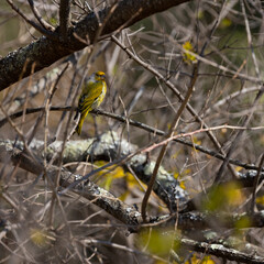a cape canary in the wild