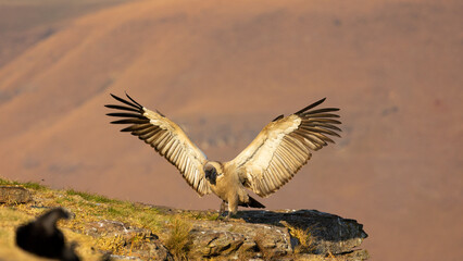 Cape vulture with wings spread open