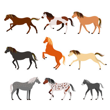 Horse breeds color flat icons set. Vector Illustration.