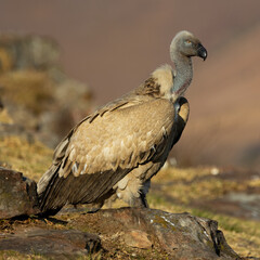 cape vulture on the edge of the Drakensberg during the  golden hour