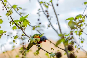 Australian Bird Lorikeet オーストラリア　インコ　鳥