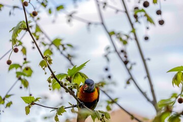 Australian Bird Lorikeet オーストラリア　インコ　鳥