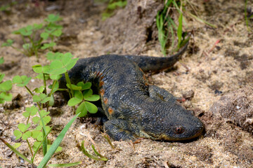 Iberian ribbed newt / Spanischer Rippenmolch (Pleurodeles waltl) - Portugal