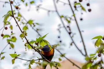 Australian Bird Lorikeet オーストラリア　インコ　鳥