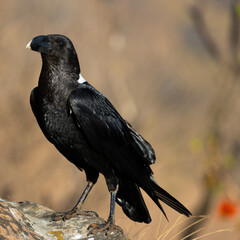a White-necked raven in golden light