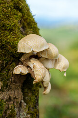 Wild mushrooms on a mossy tree trunk in the forest