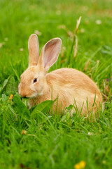 Cute red rabbit feeding on fresh green grass in a summer meadow outdoors