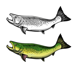 Salmon Fish - Vector Illustration. Logo Template.