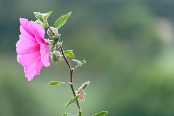 Alcea Rosea, pink flower. They are popular garden ornamental plant. Also comonly known as Hollyhock or Malva. Close up of blooming hollyhock malva flowers in the garden. Hibiscus or Rose of Sharon .
