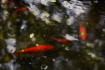 koi fish in the pond