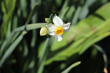 日本の冬の庭に咲く白い花びらと黄色い副花冠を持つフサザキスイセンの花