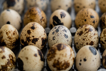 Obraz premium Close up view of fresh quail eggs in tray.