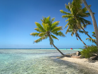 Maldives crystal sea water beach, blue sky and palm trees on white sand shore. Perfect tropical landscape. Untouched nature tropical beach scene. Design of summer vacation, travel, holiday concept.