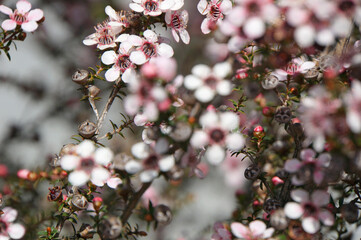 Closeup of a flowering Manuka bush in Mapua, New Zealand
