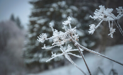 Close up of frozen forest plant