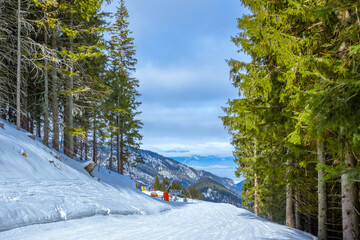 Gentle Ski Run Between Tall Spruce Trees