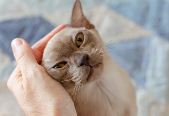 Burmese female chocolate cat portrait at apartment, hand stroking a cat. Young pure breed burmese cat.