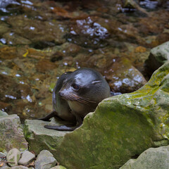 Seal Pup in the creek, Kaikoura, New Zealand