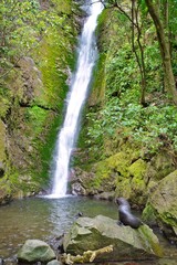 Fototapeta premium Seal pups playing beneath the waterfall, Kaikoura, New Zealand
