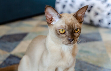 Burmese female chocolate cat staring sitting on blue carpet at apartment. Young pure breed burmese cat.