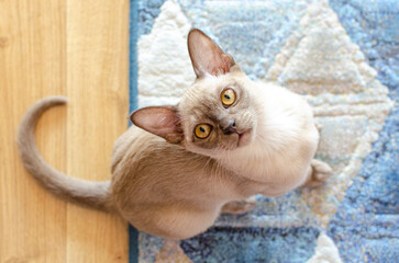Burmese female chocolate cat staring up to the camera. Young pure breed burmese cat.