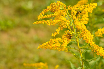 Allergy to pollen and plants. Detail of a honey bee pollinating yellow Ambrosia flowers with warm sunlight on a sumer day. Insects are working on ragweed flowers.