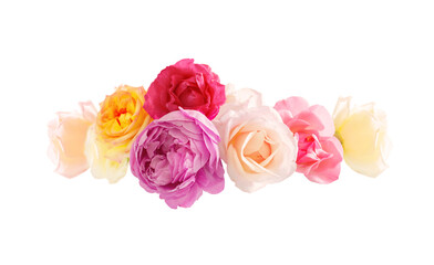 beautiful roses isolated on white background close up