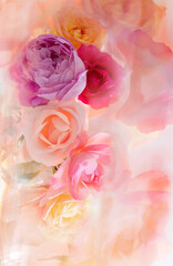 Fototapeta na wymiar beautiful roses on white background close up