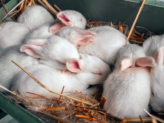 White Pannon Rabbit Breed. Several young rabbits are sleeping in a box. Close-up of a rabbits.