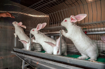 White Pannon Rabbit Breed. Three rabbits are standing near the cages. Breeding rabbits on the farm