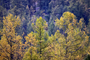 scenery yellow larch beautiful autumn forest, ecology climate change
