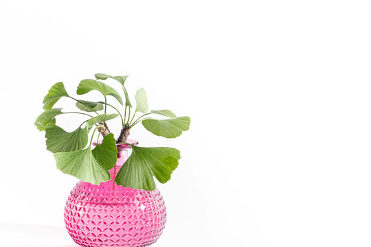 Green leaves of the ginkgo biloba tree in a glass textured vase on a white background. 