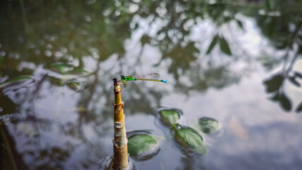 Green damselfly on the stick over the water.