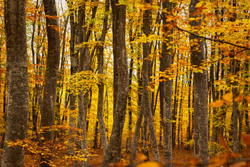 Autumn beech forest. Golden bright mystical mysterious landscape with fabulous trees. A journey through the forest. The concept of the beauty of nature, careful attitude. Natural background for design