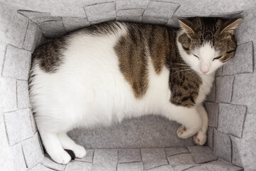 Cute fat domestic cat sleeping in cozy gray felt storage basket, fall