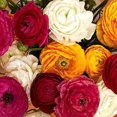 Bright buttercup flowers bouquet top view closeup. A red, orange and white natural background.