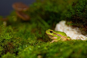 Green frog