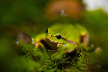 Green frog