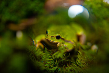 Green frog