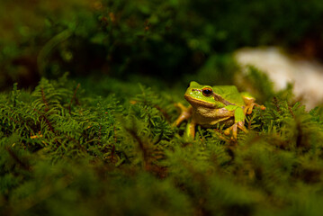 Green frog