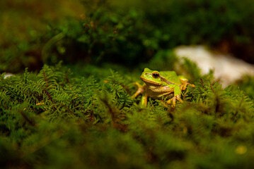 Green frog
