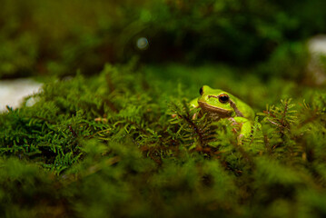 Green frog